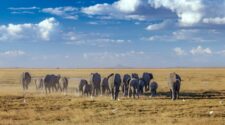8 Days Amboseli – Naivasha – Maasai Mara